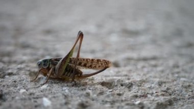 Küçük bir çekirge gri zemin üzerinde kazını hareket ettiriyor. İlginç bir böceğin makro görüntüsü anten, bacak ve çekirgenin diğer elementlerini detaylı bir şekilde gösteriyor..