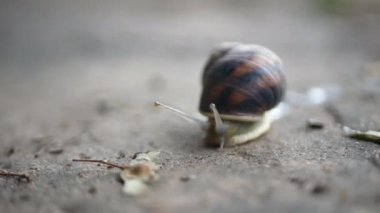 Küçük bir salyangoz yiyecek aramak için yavaşça sürünür. Bir böceğin gri arka plandaki makro görüntüsü.