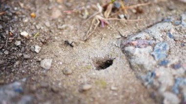 Yerde sürünen ve bir karınca yuvasına sürünen karıncaları vurmak. Karıncalar kendi işlerine bakarlar..