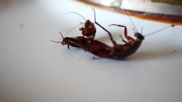 Shooting Two Cockroaches Lying Back Twitching Phaws Fotografi Makro Terhadap — Stok Video