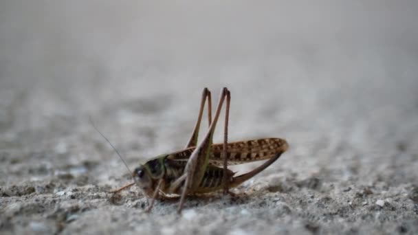 Macro Photography Small Grasshopper Gray Background Insect Breathing Preparing Jump — Vídeo de Stock