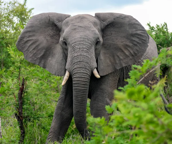Elefante Africano Con Orejas Abiertas Camina Través Densos Arbustos Elefante — Foto de Stock