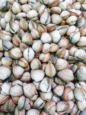 Beyaz kuğu tıslayan bir kuğudur. Saldırı sırasında suda yüzer. Erkek kuğu sonbaharda mavi suda şeffaf bir dalga yaratır..