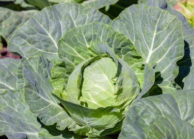 Beyaz lahana, yaygın olarak özel bahçelerde ve tarım kuruluşlarında yetiştirilen yenilebilir bir bitkidir. Büyüyen çatal ve lahana yaprakları..