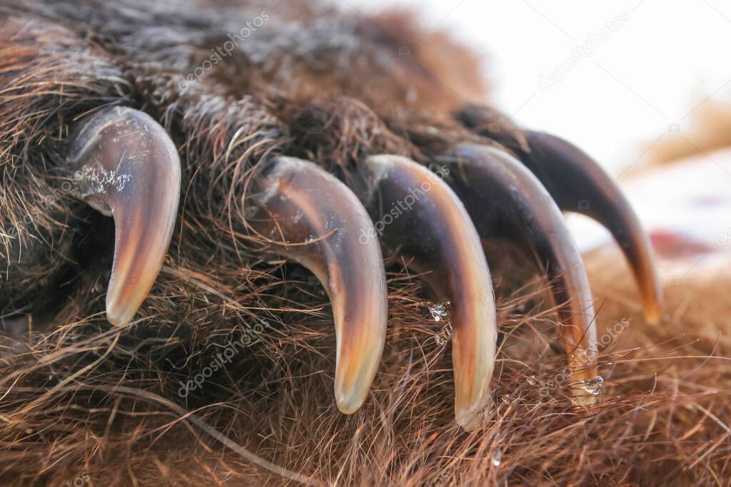 Sharp long claws on the front paw of a brown bear. The front paw of a brown bear with powerful claws. 