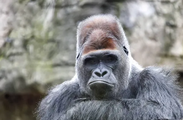 Líder Gorila Rizó Sus Labios Con Una Mirada Despectiva Tranquila — Foto de Stock