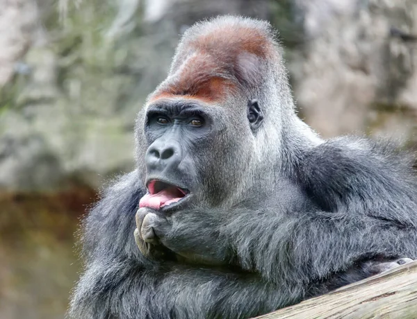 Viejo Gorila Macho Lame Los Dedos Pata Delantera Izquierda Gran — Foto de Stock