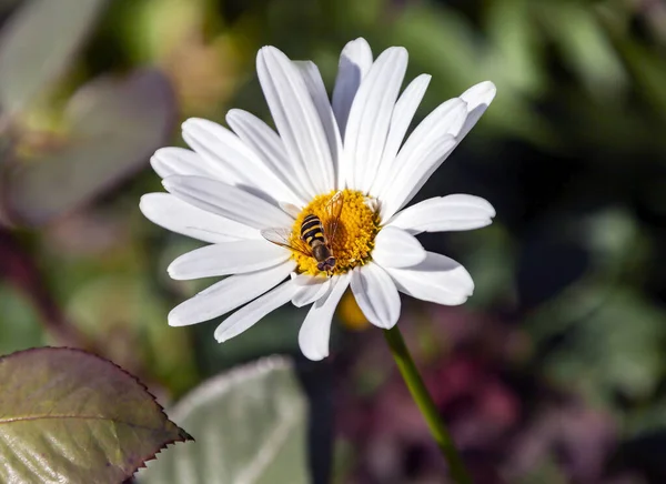 Babbler fly collects nectar from the chamomile flower. Fly mimicking stinging insect from the family of diptera from the suborder of short-whiskered Brachycera.