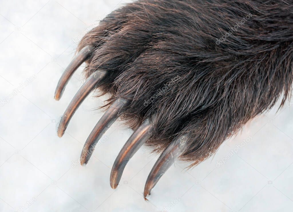 Long powerful claws on the front paw of brown bear. The right paw of the Kamchatka bear in close-up on the snow top view. 