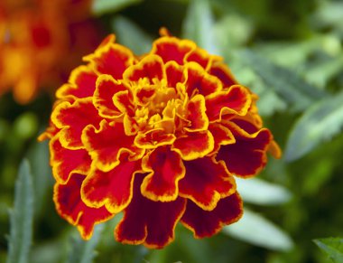 Çiçek, çiçek yaprakları ve çiçekli kadife çiçekleri. Asteraceae ailesinin yıllık ve daimi bitkilerinin çiçek açan süs bitkisi.. 