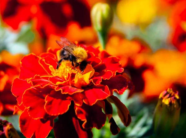 Bumblebee Collects Nectar Marigold Flower Side View Relative Bee Hymenopteran — Stock Photo, Image