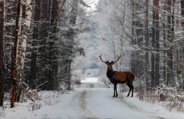 欧洲红鹿在积雪背景下的特写 红鹿的嘴 眼睛和直视 — 图库照片