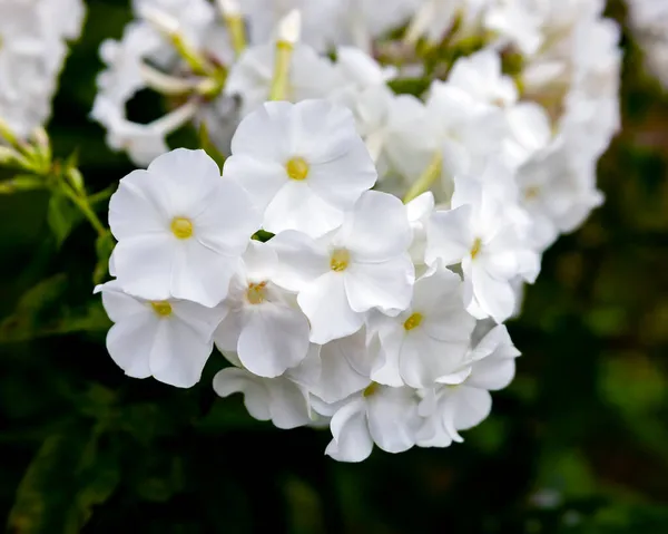 白い多年生のPhloxの美しい花序はクローズアップを窒息させます 白いバリエーションの雪の多肉植物フロックスの花の花冠と花弁 — ストック写真
