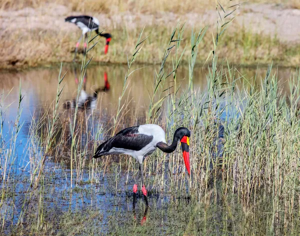 Two Wild Saddle Billed Storks Hunt Natural Habitat African Large — Stock Photo, Image