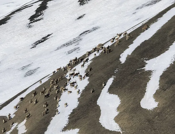 Gemengde Kudde Siberische Steenbok Zoek Naar Voedsel Tijdens Migratie Berggeiten — Stockfoto