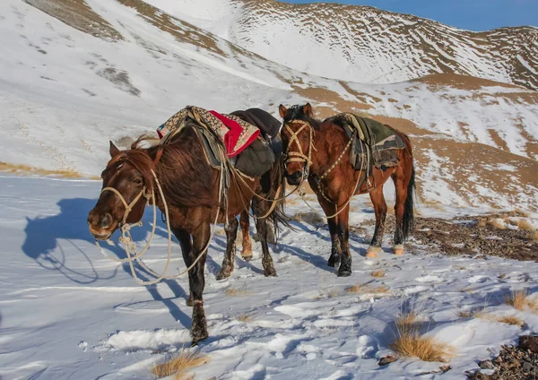 Atlar Tırmandıktan Sonra Dağlarda Karla Kaplı Bir Geçitte Dinleniyorlar Kırgız — Stok fotoğraf