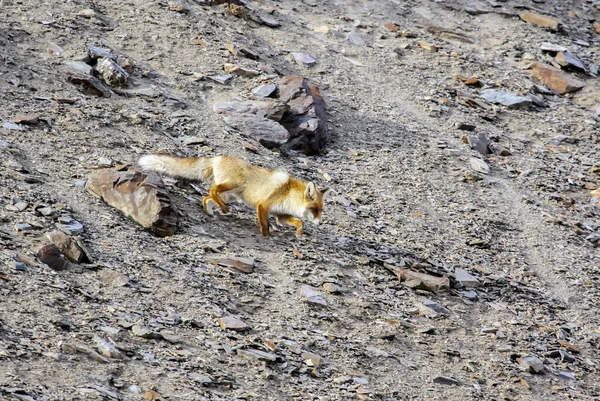 Vista Uma Raposa Vermelha Selvagem Cautelosamente Descendo Uma Encosta Rochosa — Fotografia de Stock