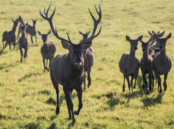 Deer Large Horns Runs Group Females Herd European Red Deer — Stock Photo, Image