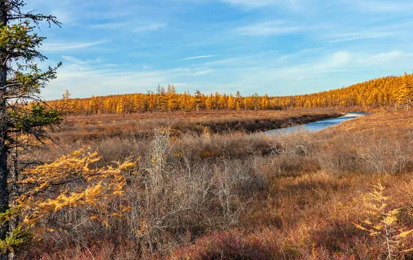 西伯利亚秋天的风景在落叶松和冻土带的边界上 今年9月 北部河流的漫滩上有一片蓬松的冻土带 — 图库照片