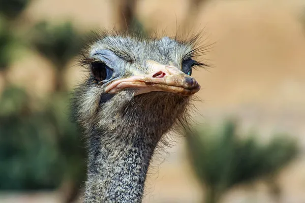 Autruche Africaine Portrait Grand Oiseau Autruche Sans Quille Sans Vol — Photo