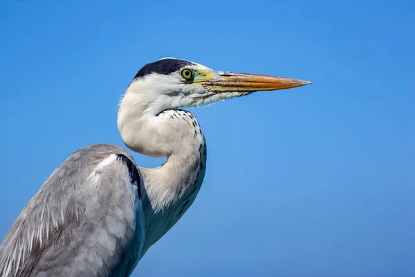 Heron Gray Blue Sky Close Grey Heron Ardea Cinerea Bird — Stock Photo, Image