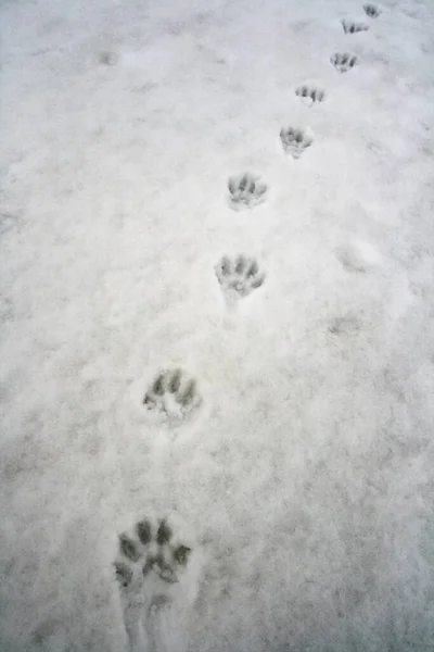 Traces Carcajou Gulo Gulo Sur Neige Fondante Printemps Mai Chaîne — Photo