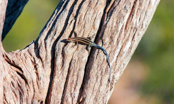 木の幹に青い尾の背中を持つ縞模様のトカゲ 乾燥した木の樹皮の背景に凍結した美しい爬虫類アフリカのマブイ — ストック写真