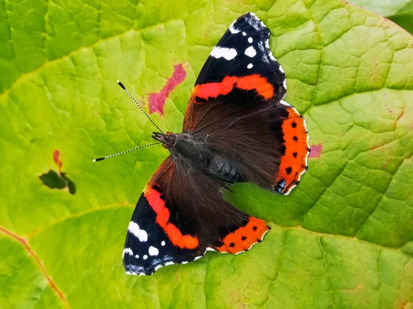 Admiral Butterfly Sits Background Green Leaf Autumn Day Butterfly Family — Stock Photo, Image