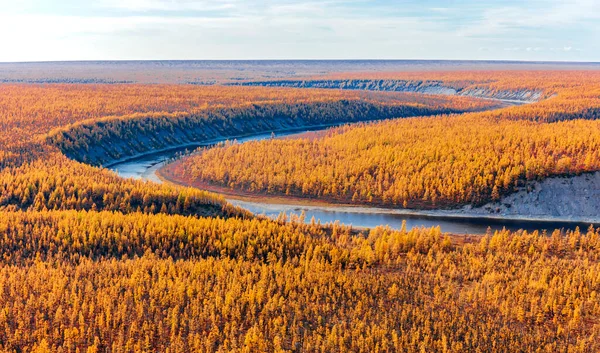 Вид Оранжеву Сибірську Личинку Восени Вертольота Ландшафт Північних Лісах Евенкії — стокове фото