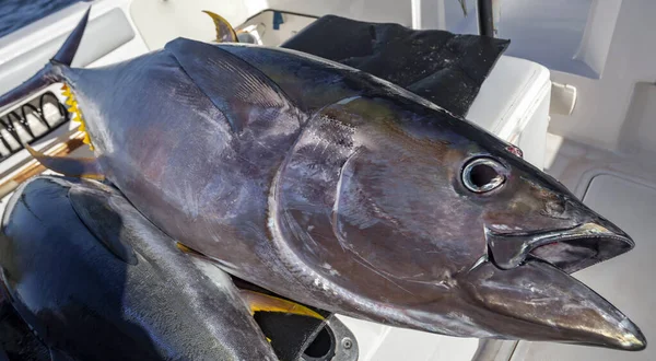 Large Yellowfin Tuna Board Yacht Ocean Fishing Trophy Predatory Tuna — Stock Photo, Image