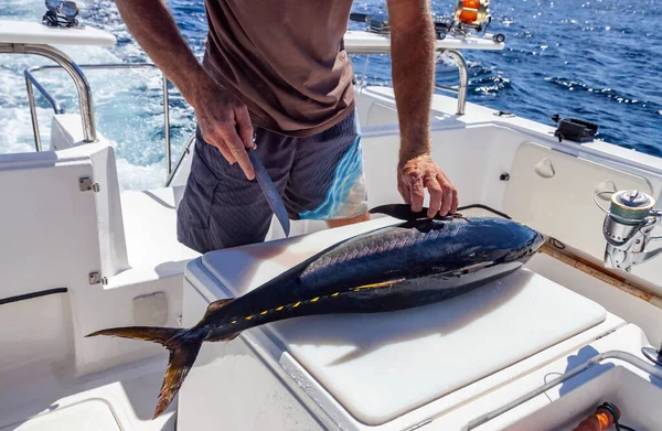 Hands Knife Fisherman Cutting Yellowfin Tuna Board Yacht Sea Primary — Stock Photo, Image