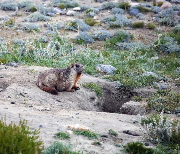 Γκρι Altai Marmot Είναι Ένα Μεγάλο Τρωκτικό Στην Είσοδο Του — Φωτογραφία Αρχείου