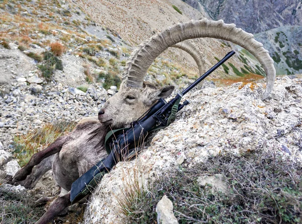 Trophy Asian Ibex Гвинтівка Оптикою Після Полювання Горах Старий Сибірський — стокове фото