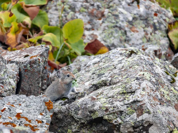 山红针叶树 Mountain Red Pied Pipit 简称Ochotona Rutila 是山红针叶树科的一种野兔 以岩石中的青草为食 吉尔吉斯斯坦山区落叶松科红毛鼠栖息地的啮齿动物 — 图库照片