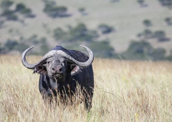 Wild bull African buffalo aggressively defiantly looks straight. A big lonely Cape buffalo with horns and a big boss in the savannah.