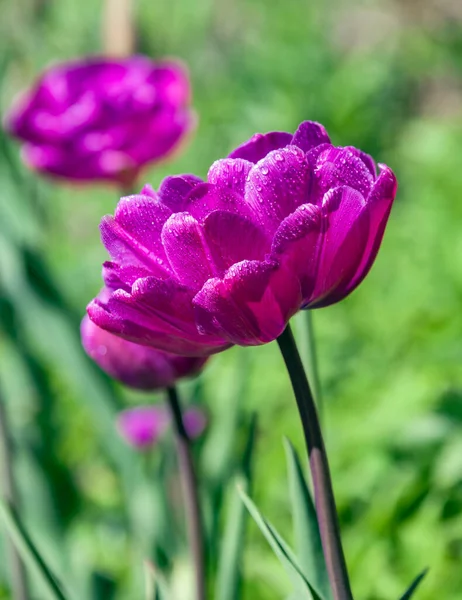 Peony Shaped Bordeaux Tulip Flowering Drops Water Petals Beautiful Flower — Stock Photo, Image