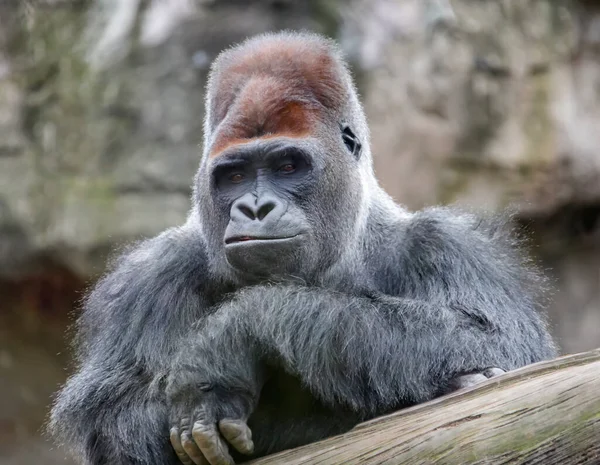 Retrato Enorme Gorila Macho Dominante Con Aspecto Irónico Emociones Hocico — Foto de Stock