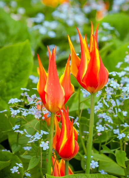 Blooming Lily Tulips Background Forget Nots Green Foliage Combination Red — Stock Photo, Image