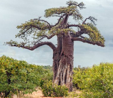Baobab 'ın tipik silueti gri gökyüzüne karşı çalı savanası manzarasında. Baobab ağacının tacı ve gövdesi filler tarafından parçalanmış ağaç kabuğu ve dalları..