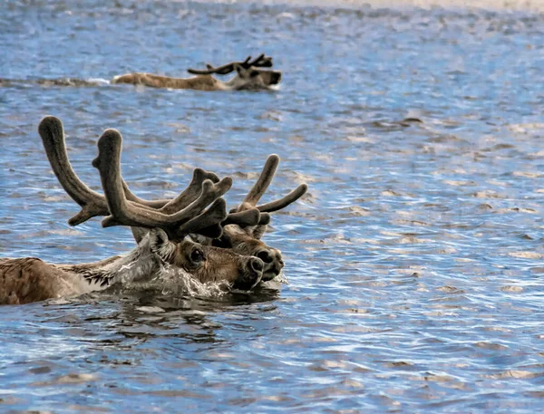 Wild Reindeer Swim River Spring Migration Three Caribou Deer Young — Stock Photo, Image