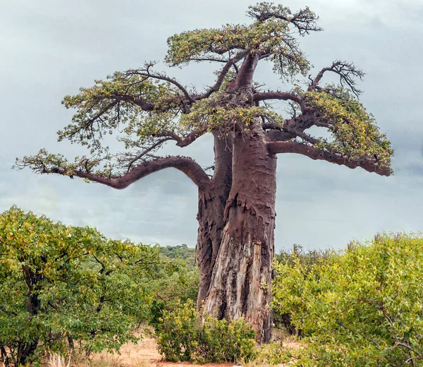 Silueta Típica Baobab Contra Cielo Gris Paisaje Arbusto Sabana Corona —  Fotos de Stock
