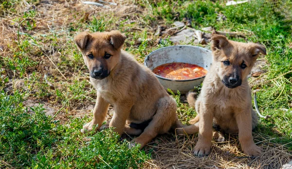 緑の芝生の上の食べ物のボウルに羊飼いの犬の子犬 山の牧草地で発見された2つの未来 — ストック写真