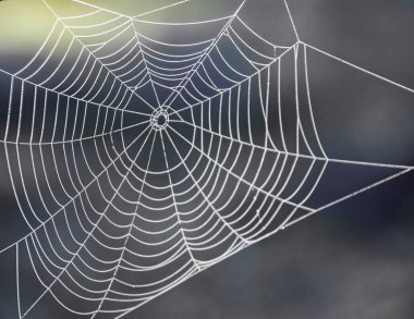 İlkbaharda küçük çiy damlalarında bir örümcek ağının görüntüsü. Su damlacıkları olan bir örümcek ağı.