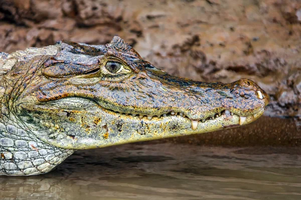 Jacaré Crocodilo Americano Selvagem Encontra Água Perto Margem Rio Retrato — Fotografia de Stock