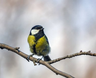 Big tit sits on branch in early spring. Big tit or Parus major is a bird from the tit family, the order sparrow-like.  