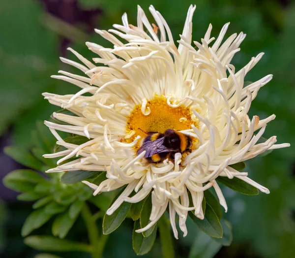 Shaggy Abejorro Flor Recoge Polen Flor Aster Gran Abejorro Amarillo — Foto de Stock