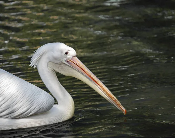 Pelikan Bewegt Sich Profil Auf Der Wasseroberfläche Großer Greifvogel Rosa — Stockfoto