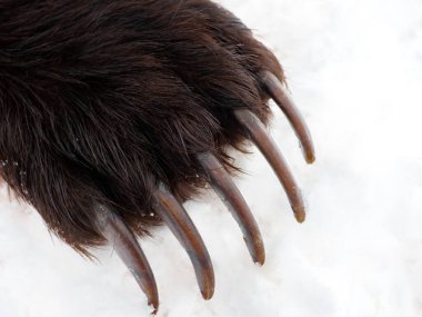 Sharp and long claws of  brown bear on the front paw.  Front paw of  bear with claws on the background of snow. 