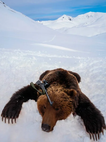 Carcass Brown Bear Lying Snow Traditional Legal Hunt Brown Bear — Photo