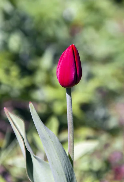 Beautiful Bud Bright Red Tulip Background Green Grass Lonely Scarlet — Zdjęcie stockowe